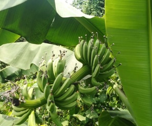 กล้วยนิ้วจระเข้ พันธุ์กล้วยหายาก ผลสุกเนื้อจะมีสีเหลือง กลิ่นหอม