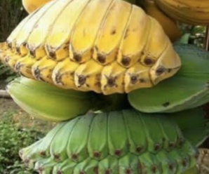กล้วยเทพพนม พันธุ์กล้วย ผลเหลี่ยมคล้ายพนมมือ