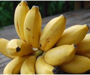 กล้วยส้ม พันธุ์กล้วยโบราณหายาก ปลูกง่าย ทนต่อโรค