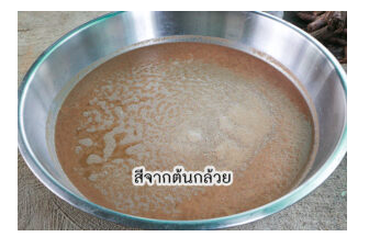 ย้อมผ้าจากสีธรรมชาติของต้นกล้วย สีต้นกล้วย