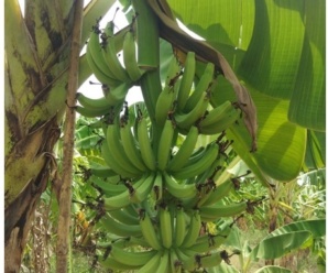 กล้วยหอมทองไต้หวัน พันธุ์กล้วย ผลสุกรสหวานน้อยกว่ากล้วยหอมทองและมีกลิ่นหอม