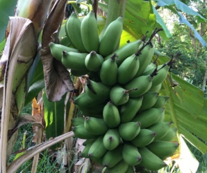 กล้วยตำนวล กล้วยนางนวล พันธุ์กล้วย ผลขนาดเล็กใกล้เคียงกับกล้วยน้ำไท