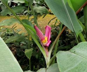 กล้วยบัวสีม่วง พันธุ์กล้วย ปลูกเป็นไม้ประดับจัดสวน