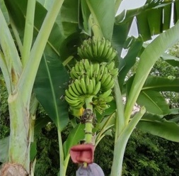 กล้วยหวานทับแม้ว พันธุ์กล้วย ผลคล้ายกล้วยน้ำว้า ก้านเครือสีเขียวมีขน