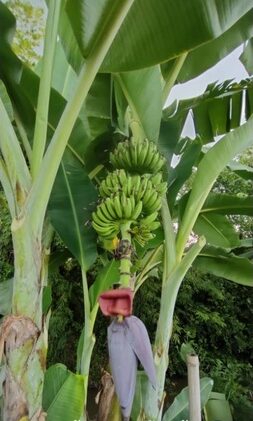 กล้วยหวานทับแม้ว