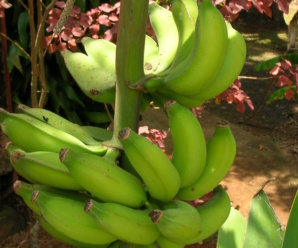 กล้วยตานีอีสาน พันธุ์กล้วย ผลสุกสีเหลืองรสหวาน มีเมล็ดจำนวนมาก