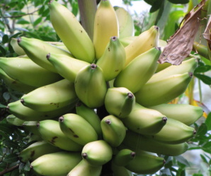 กล้วยไข่ชุมแพ พันธุ์กล้วย ผลเล็กสั้นป้อมคล้ายกล้วยน้ำว้าผลเล็ก