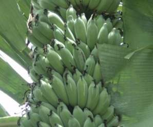 กล้วยน้ำว้ากาบขาว พันธุ์กล้วย ผลมีขนาดใหญ่ รสหวานหอม