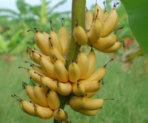 กล้วยหอมทิพย์นครสวรรค์ พันธุ์กล้วย ผลมีขนาดเล็กเปลือกหนา ผลสุกสีเหลืองจำปา รสหวานหอม