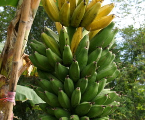 กล้วยหักมุกทอง พันธุ์กล้วย ผลมีเหลี่ยมชัดเจน เมื่อสุกมีสีเหลืองทอง ผิวแตกลายงา รสหวานอมเปรี้ยวเล็กน้อย