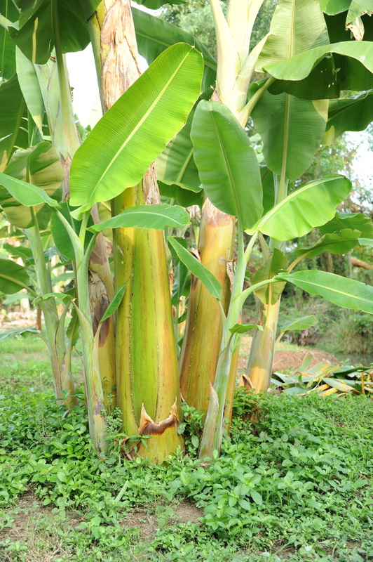 ต้นกล้วยคาดาบา
