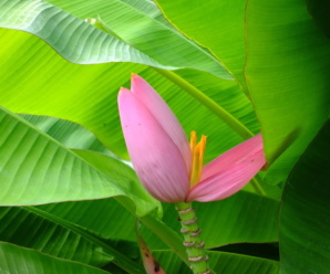 กล้วยบัวสีชมพู ปลูกเป็นไม้ประดับสวน ผลมีเนื้อกินได้แต่ไม่นิยม