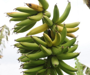 กล้วยกาไน พันธุ์กล้วย ผลเรียวยาวเรียงเป็นระเบียบ