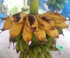 กล้วยคอแข็ง พันธุ์กล้วยหายาก ผลรสหวานคล้ายกล้วยน้ำว้า
