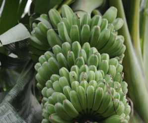 กล้วยคาดาบา พันธุ์กล้วย ผลสั้นป้อม มีเหลี่ยม เรียงเป็นระเบียบ