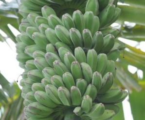 กล้วยซาบ้า พันธุ์กล้วยที่คล้ายกับกล้วยน้ำว้า ผลสุกกลิ่นหอมรสหวาน 