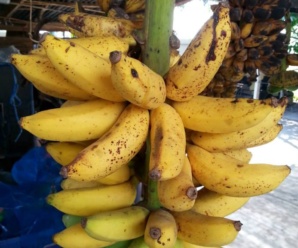กล้วยน้ำฝาดตะโหนด พันธุ์กล้วย ผลคล้ายกล้วยน้ำไท รสหวานจัดและมีกลิ่นหอม