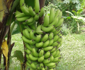 กล้วยทองดอกหมาก พันธุ์กล้วย ผลคล้ายกล้วยหอมทองขนาดเล็ก ผลสุกมีรสหวาน