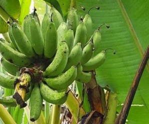 กล้วยน้ำนมแขก กล้วยพันธุ์พื้นบ้าน ผลสุกรสชาติหวานหอม
