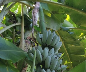 กล้วยน้ำว้าเงิน พันธุ์กล้วย ผลมีขนาดใหญ่ใกล้เคียงกับกล้วยน้ำว้าอื่น ผลสุกเนื้อแน่น