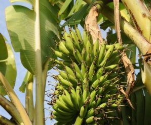กล้วยปาเปน พันธุ์กล้วย ผลเล็กสั้นกลมป้อม ชี้ออกข้างกางเป็นระเบียบ