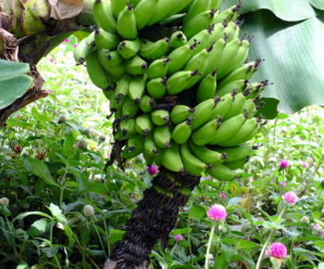 กล้วยพระราม พันธุ์กล้วย เปลือกผลหนากว่ากล้วยหอมทอง กลิ่นหอมฉุนค่อนข้างแรง รสหวาน