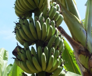 กล้วยหอมกะเหรี่ยง พันธุ์กล้วย ผลสุกมีรสชาติหวานหอม ปนเปรี้ยว เปลือกหนา ทนทานต่อการขนส่ง
