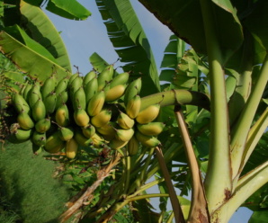 กล้วยหอมทองสั้น กล้วยหอมผลสั้น พันธุ์กล้วยมีขนาดใกล้เคียงกับกล้วยน้ำว้า