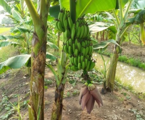 กล้วยหอมทูม็อก พันธุ์กล้วย ขนาดผลเรียวใหญ่และยาว ผลสุกกลิ่นหอม รสหวาน