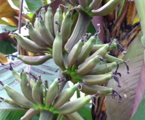 กล้วยเรดฮาวาย ลักษณะ กล้วยแดงฮาวาย พันธุ์ของกล้วย
