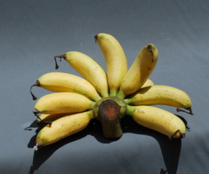 กล้วยไข่ดำ พันธุ์กล้วย ผลเรียวสั้นกลม ปลายผลมีจุกยาวชัดเจน