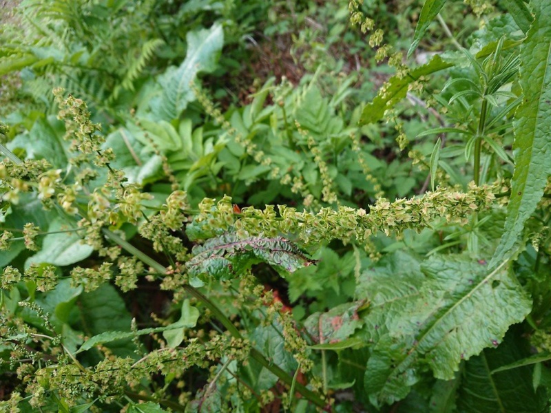 ผักกาดส้ม Rumex crispus L. ดอกผักกาดส้ม