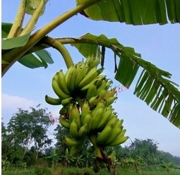 กล้วยนิ้วจระเข้อัมพวา พันธุ์กล้วยโบราณ ผลสุกรสชาติหวานหอม