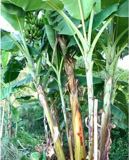 ต้นกล้วยป่าดอยปุย