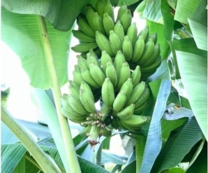 กล้วยป่าดอยปุย พันธุ์กล้วย ผลมีขนาดเล็ก ปลายมน เปลือกผลบาง