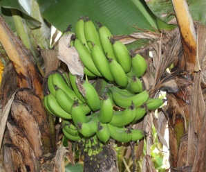 กล้วยฮอนดูรัส พันธุ์กล้วย ผลมีเปลือกบางแต่หนากว่ากล้วยไข่