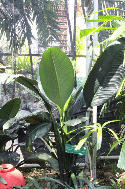 เดหลีใบกล้วย ชื่อวิทยาศาสตร์ Spathiphyllum cannifolium (Dryand. ex Sims) Schott เดหลีใบกล้วย