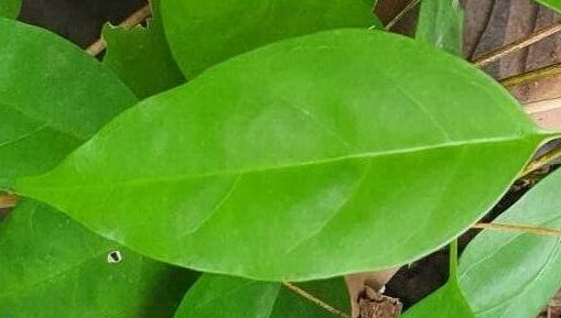 ใบส้มเกรียบ ใบรูปหอก ใบส้มเกรียบ
