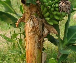 กล้วยหอมซุปเปอร์แคระ พันธุ์กล้วย ผลมีขนาดเล็กชิดติดกันมาก