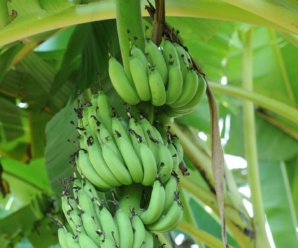 กล้วยนมนาง พันธุ์กล้วยผลเรียงเป็นระเบียบเวียนไปด้านเดียวกัน
