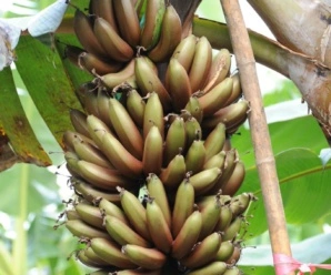 กล้วยนากค่อม พันธุ์กล้วยโบราณ ผลสีเขียวอมม่วง รสหวาน