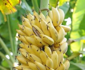 กล้วยขมบุรีรัมย์ พันธุ์กล้วย ผลสุกมีกลิ่นหอม รสชาติหวานมาก