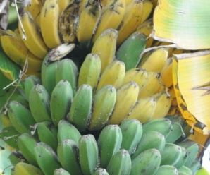 พันธุ์ของกล้วยซาบาฟิลิปปินส์ ผลสั้นป้อม มีเหลี่ยมชัดเจน
