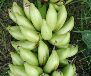 กล้วยนมสาวเพชรบุรี พันธุ์กล้วย ผลมีจุกยาวและงอนขึ้น มีขนาดใกล้เคียงกับกล้วยน้ำว้า