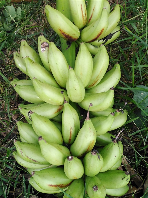 กล้วยนมสาวเพชรบุรี