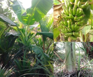 กล้วยน้ำนมเชียงใหม่ พันธุ์กล้วย ผลมีขนาดเล็กกลม เปลือกผลหนา