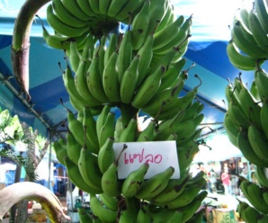 กล้วยแซลอ พันธุ์กล้วย ผลสุกรสหวานและมีกลิ่นหอมคล้ายกล้วยสา