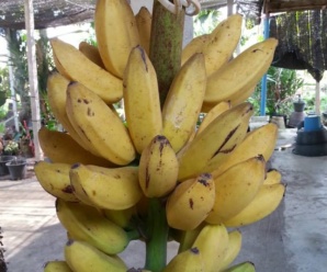 กล้วยโอกินาวา พันธุ์กล้วย ผลสุกรสหวานมาก มีกลิ่นหอม 