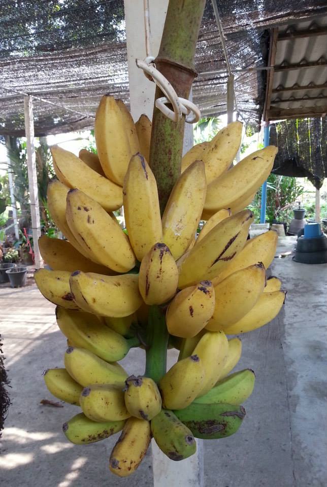 กล้วยโอกินาวา