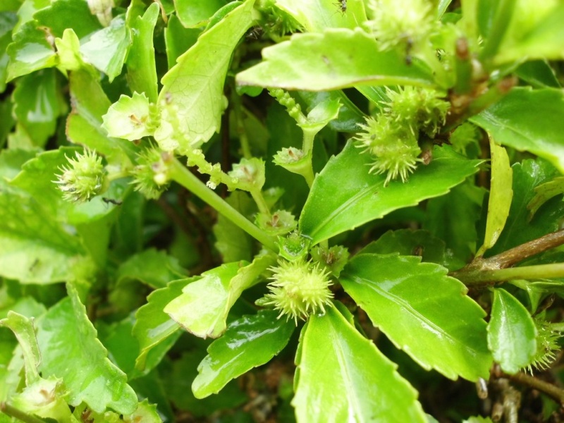 Wild tea สรรพคุณของชา ดอกชาข่อย
